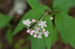 Fourleaf milkweed